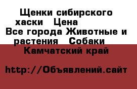 Щенки сибирского хаски › Цена ­ 12 000 - Все города Животные и растения » Собаки   . Камчатский край